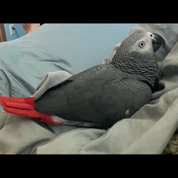 Meet your Posher, Merri - Picture 4 of 4